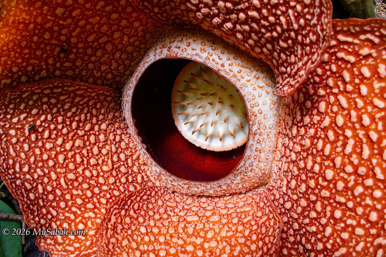 Close-up of Rafflesia keithii
