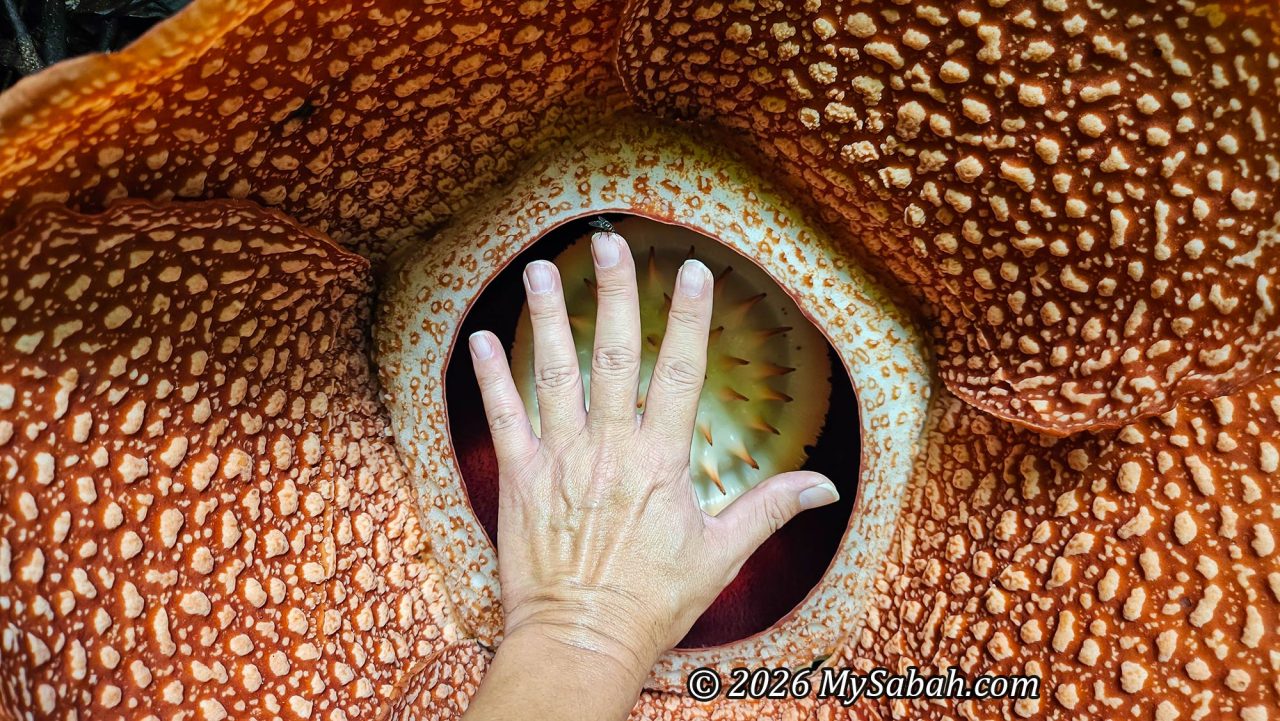 I can feel the warmth from the floral cavity of the Rafflesia. It produces its own heat through a process called thermogenesis to amplify the scent that attracts pollinators.