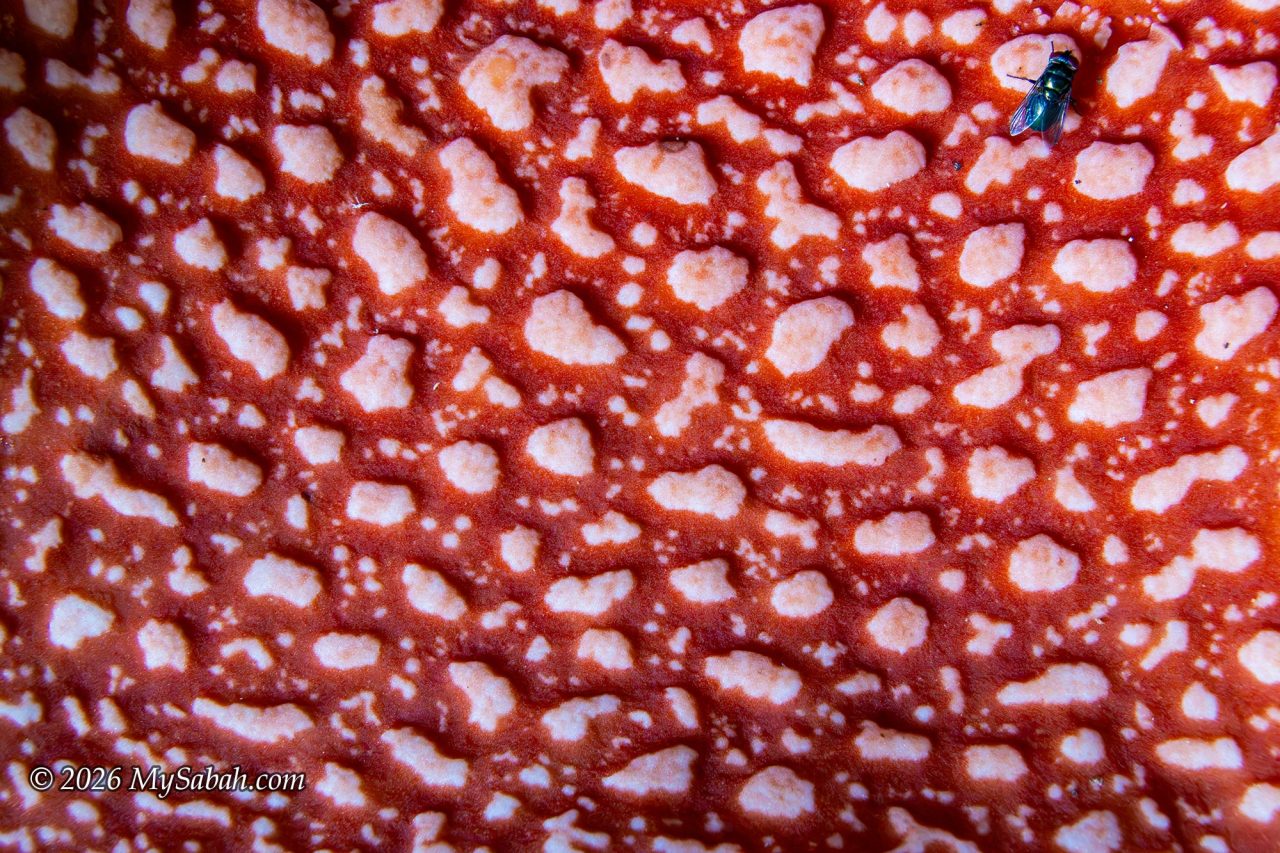 The small bumps scattered across the perigone lobes of a Rafflesia flower are called pustules; they mimic the look of decaying animal flesh.