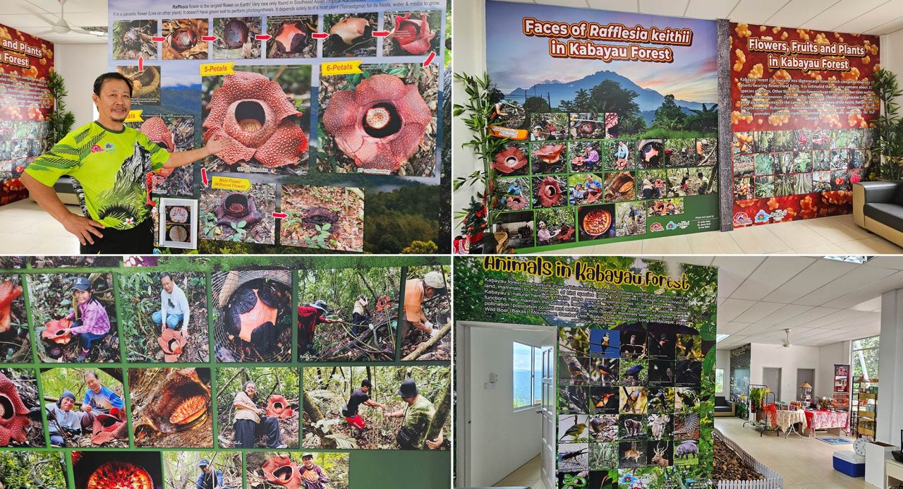 Mt Kinabalu Bongol Rafflesia Garden’s Interpretation Gallery