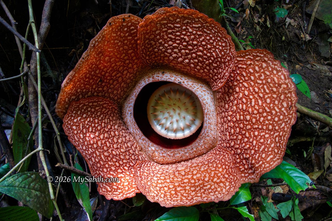 Close-up of Rafflesia keithii