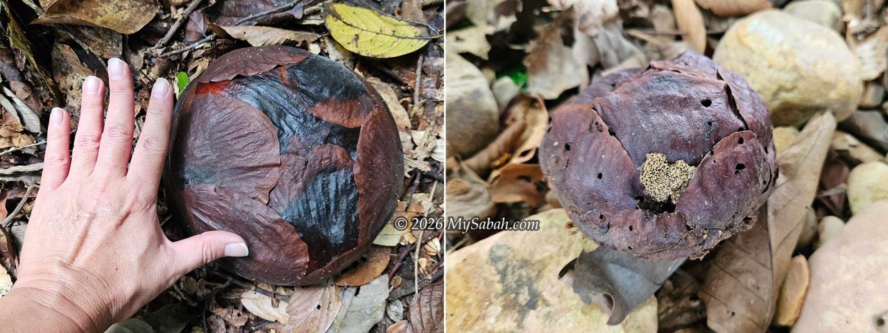 Left: a big rafflesia bud. Right: A bud that was infested by wasps.