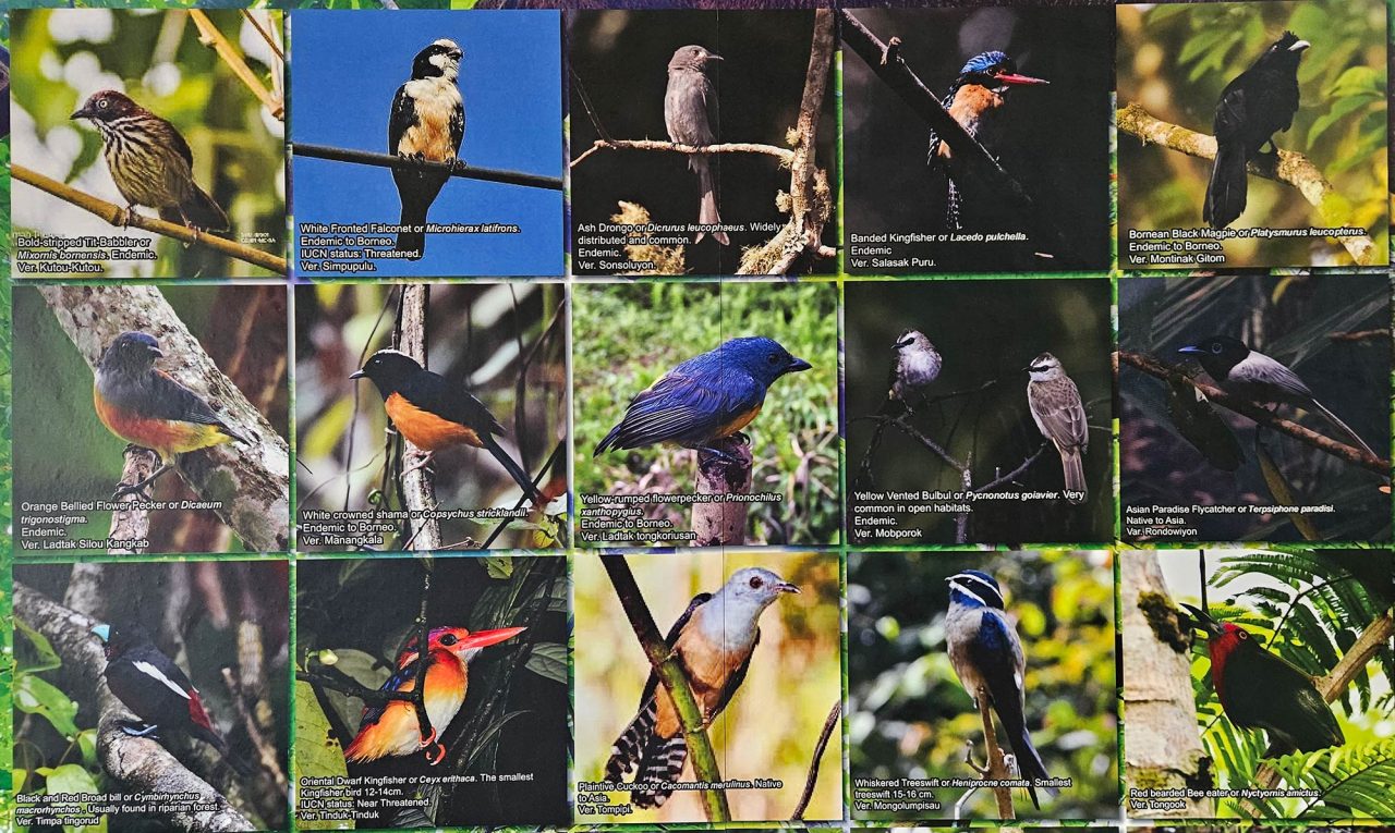 List of special birds in Kabayau Forest.