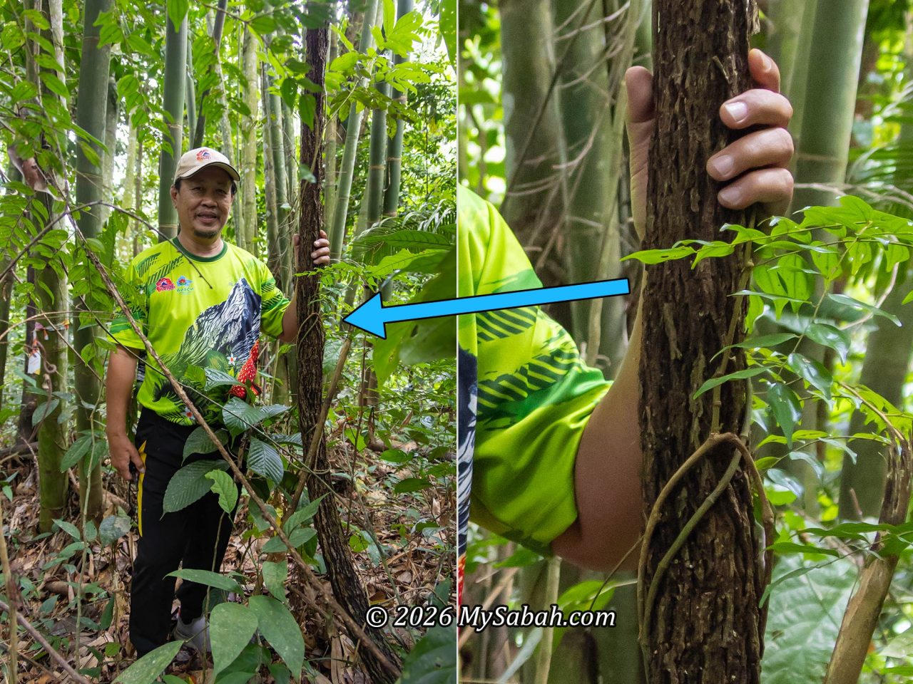 Rafflesia is a parasitic plant that needs a host vine or liana (Tetrastigma spp.) for nutrients.