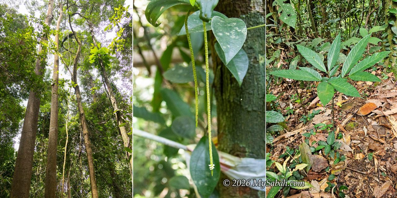 From left to right: Huge emergent timber trees, unidentified flower, and an Amorphophallus plant (also a type of corpse flower).
