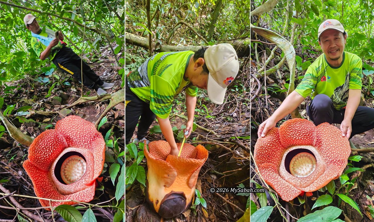Dr. Julius Kuip and the blooming flower of Rafflesia.