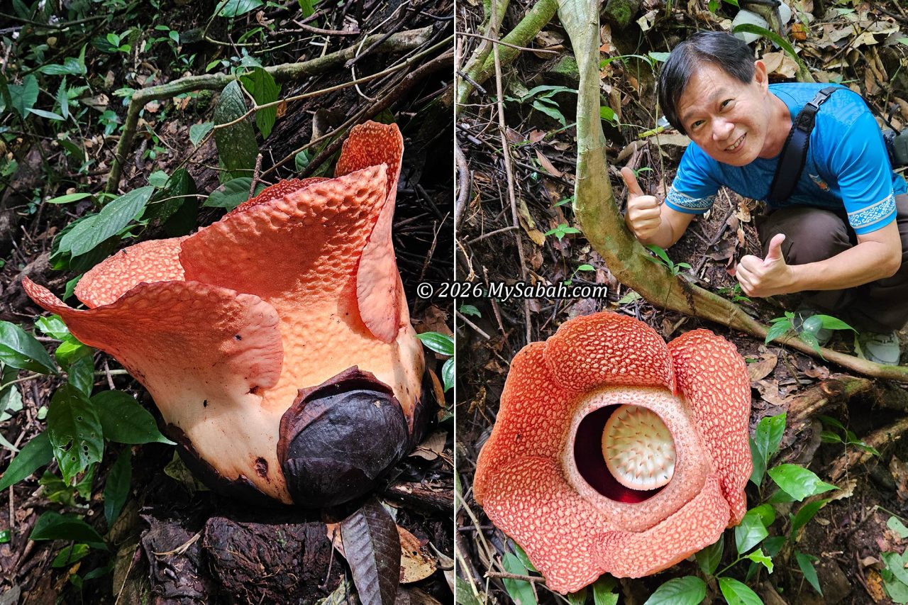 Day 2 of a blooming Rafflesia. Its petals (perigone lobes) are not fully extended yet.
