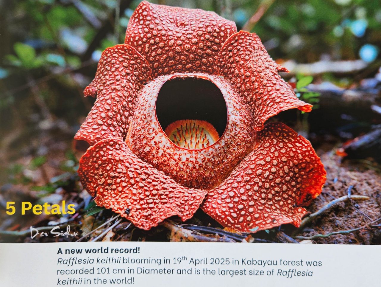 The largest Rafflesia keithii in the world was recorded at this site on 19 April 2025, with a diameter of 101 centimeters.